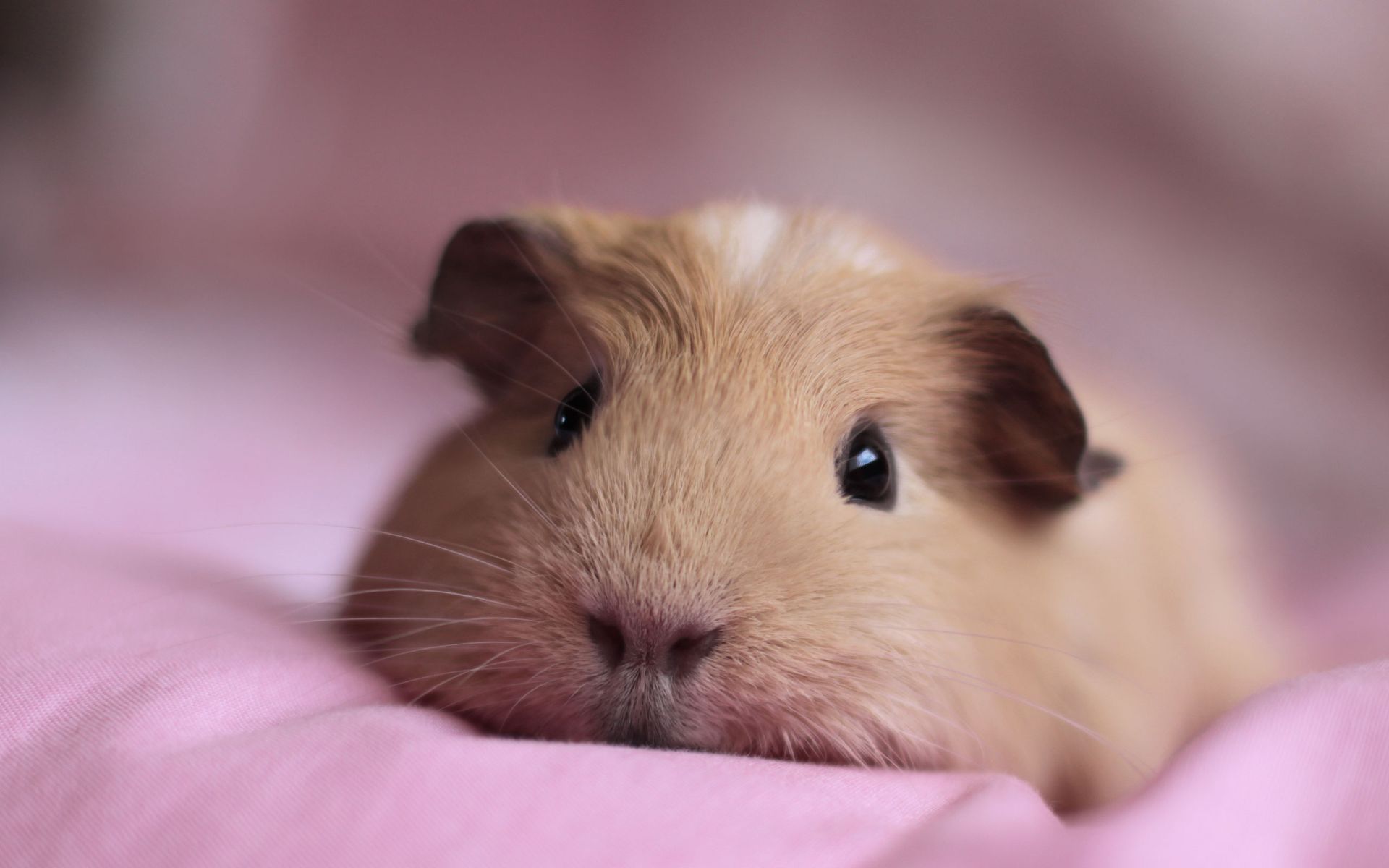 Guinea pig